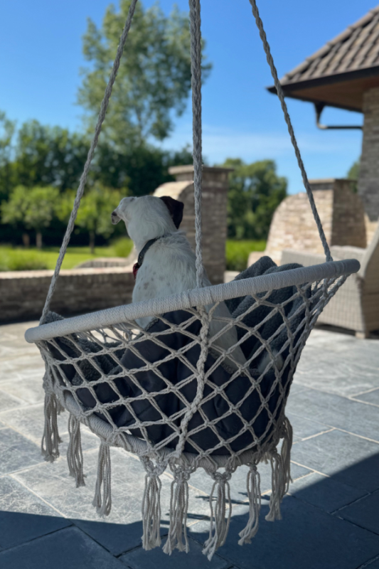 Hitteprotocol parson russel op schommelstoel